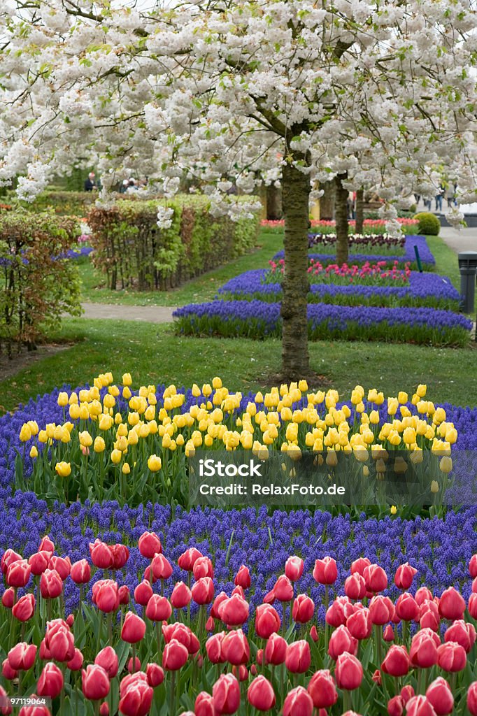 Bela Cama de flor de primavera com tulipas de Keukenhof (XXL - Foto de stock de Primavera - Estação do ano royalty-free