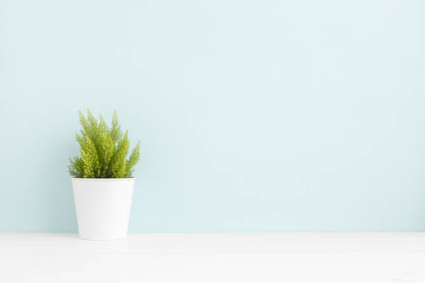 istock Plant on the shelf mock up. 971198594