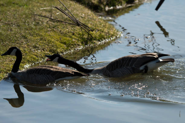 A Canada goose attacking a mallard at Vancouver BC Canada