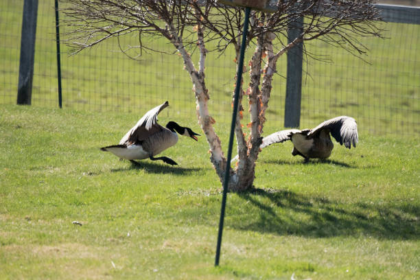 istock Geese in the park 971200998