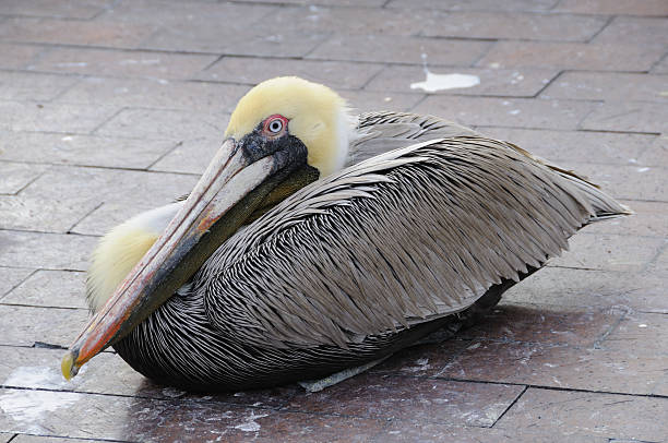 istock American Brown Pelican 97120238