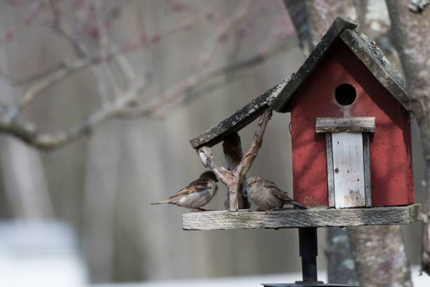 istock Little red bird house 971212468