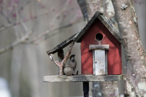 istock Little red bird house 971212470