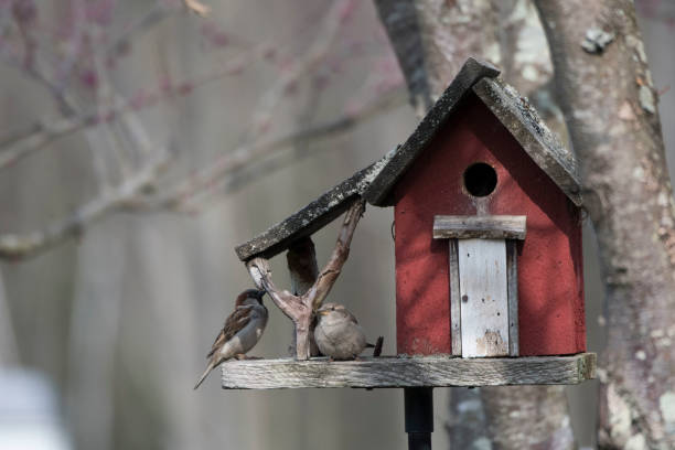 istock Little red bird house 971212478