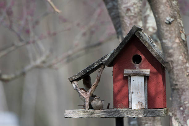 istock Little red bird house 971212488