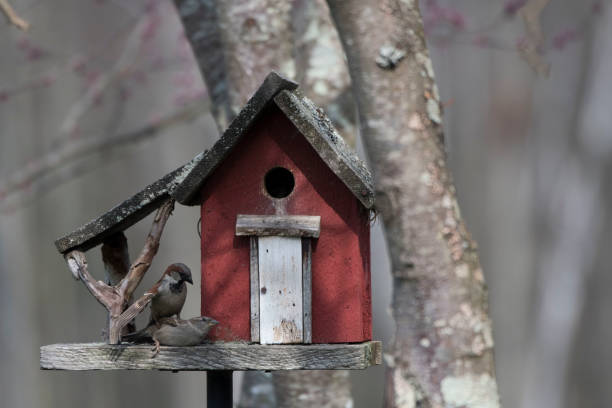 istock Little red bird house 971212508