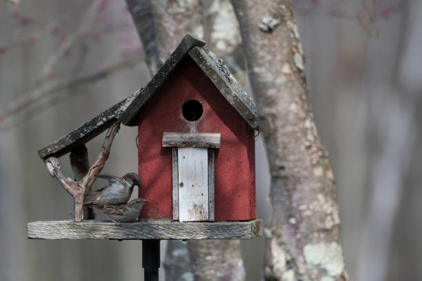 istock Little red bird house 971212510