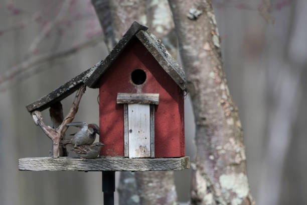 istock Little red bird house 971212514