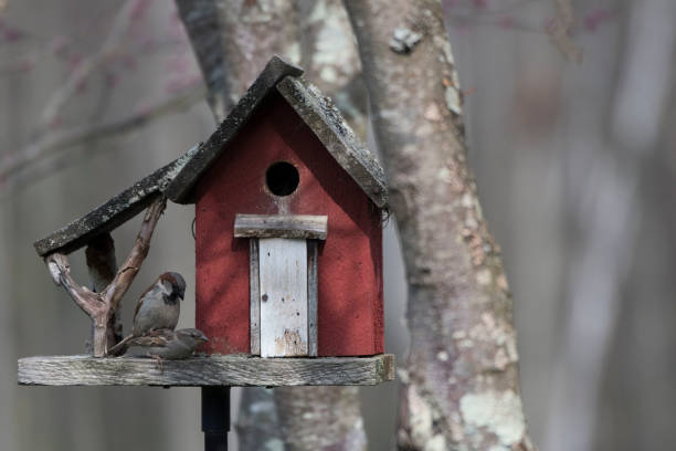 istock Little red bird house 971212528