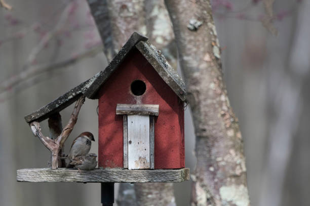 istock Little red bird house 971212530