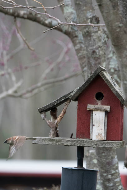 istock Little red bird house 971212622
