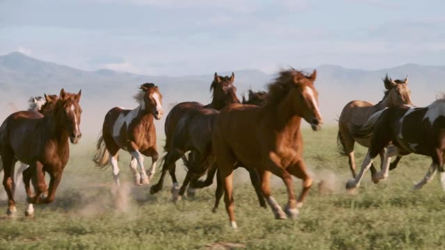Slow Motion Horses and Cowboys in Utah USA