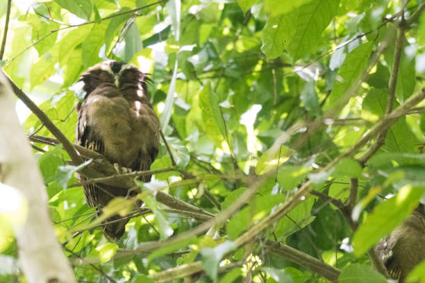 istock Wild birds up top the jungle trees 971216234