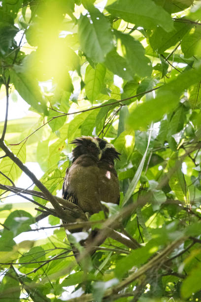 istock Wild birds up top the jungle trees 971216286