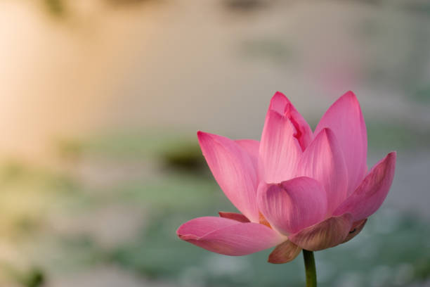 istock Pink lotus flower 971216554
