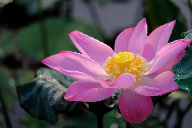 istock Pink lotus flower 971218634