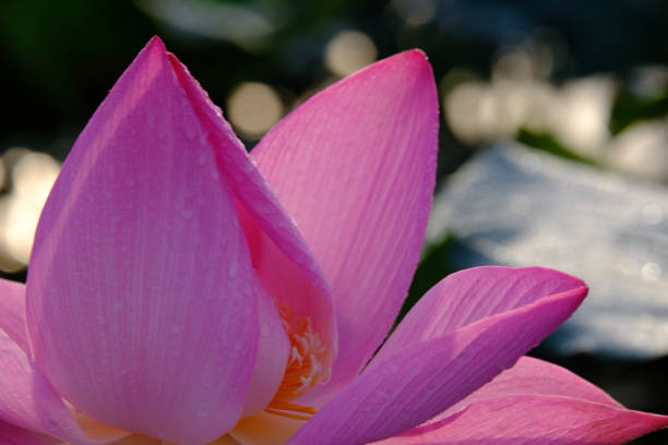 istock Pink lotus flower 971218704