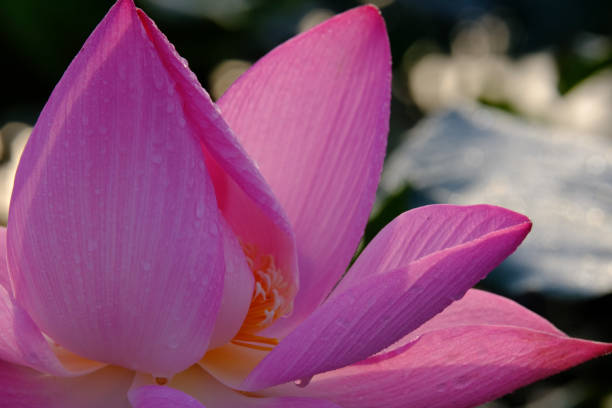 istock Pink lotus flower 971218706
