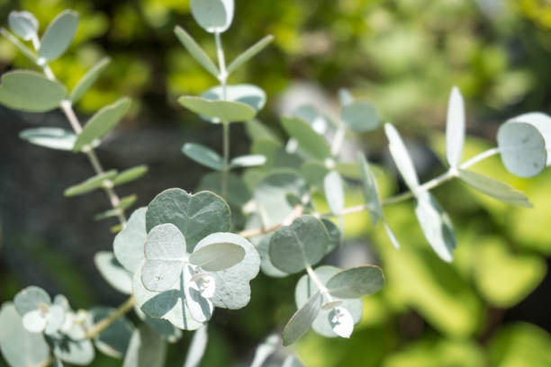 istock Green eucalyptus branch(herb 971218866