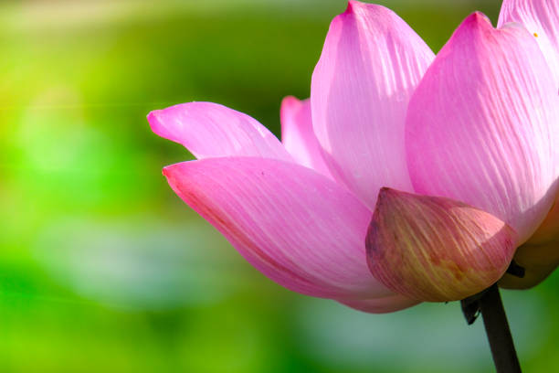 istock Pink lotus flower 971219170