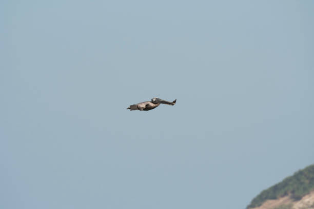istock Pelicans and seagulls flying over the ocean 971221616
