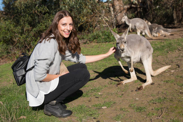 istock Tourist Patting a Kangaroo 971229936