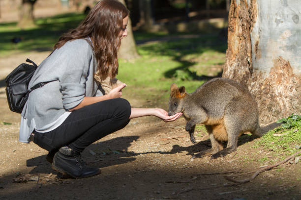 istock Tourist Feeding a Wallaby 971229940