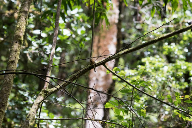 istock Wild birds of the rain forrest 971230168