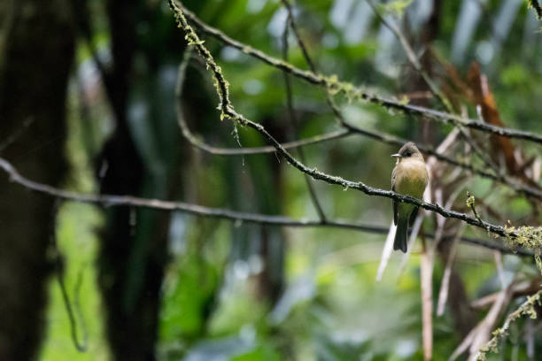 istock Wild birds of the rain forrest 971230498