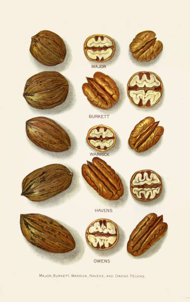 pecan odmian ilustracji 1892 - pecan stock illustrations