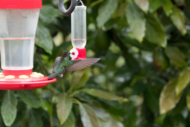 istock Wild birds in flight from around the world 971238310
