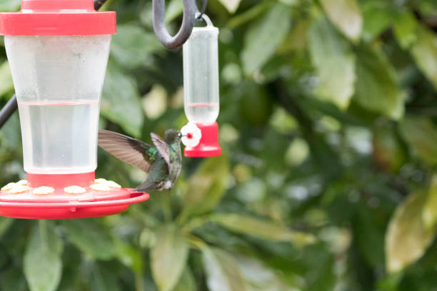 istock Wild birds in flight from around the world 971238326