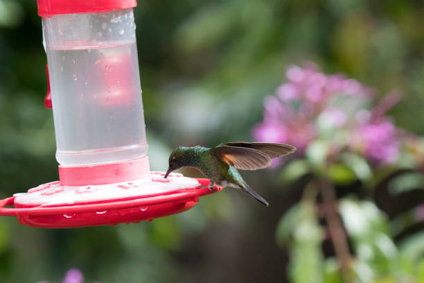 istock Wild birds of the world 971246810
