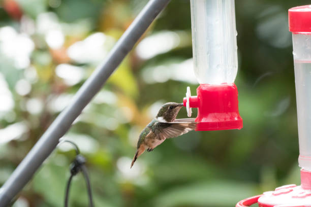 istock Wild birds of the world 971247406
