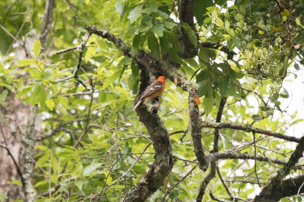 istock Wild birds of the world 971249604