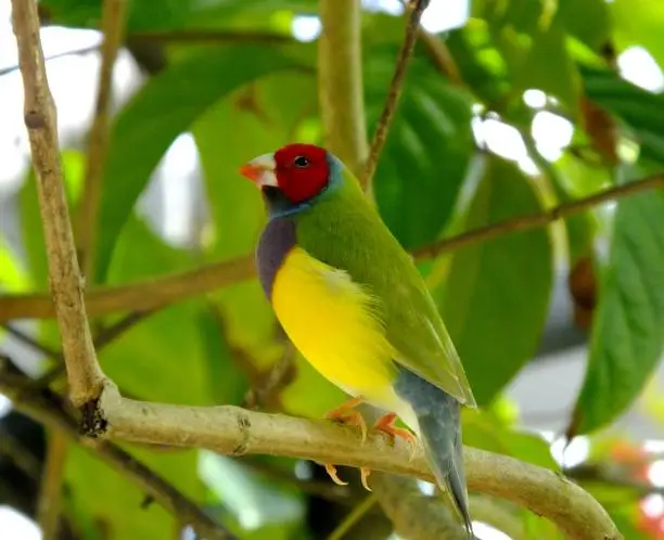 Lady Gouldian Finch perched on a branch.
