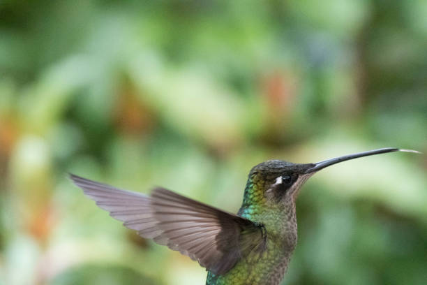 istock Wild birds from all over the world 971250600
