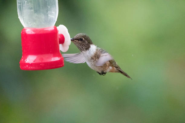 istock Wild birds from all over the world 971250640