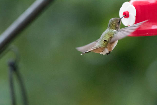 istock Wild birds from all over the world 971250688