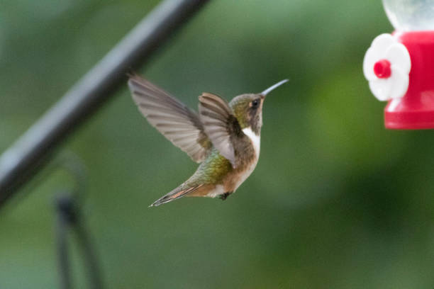 istock Wild birds from all over the world 971250692