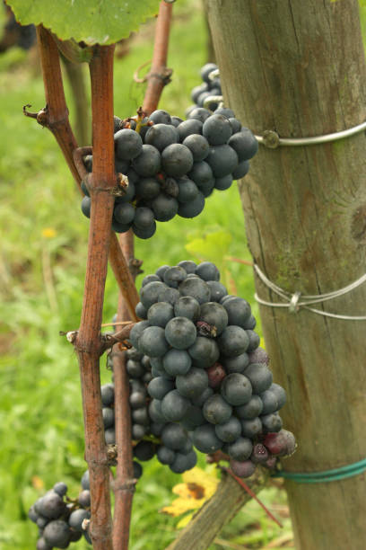 istock Bunch of grapes  Vine 971253584