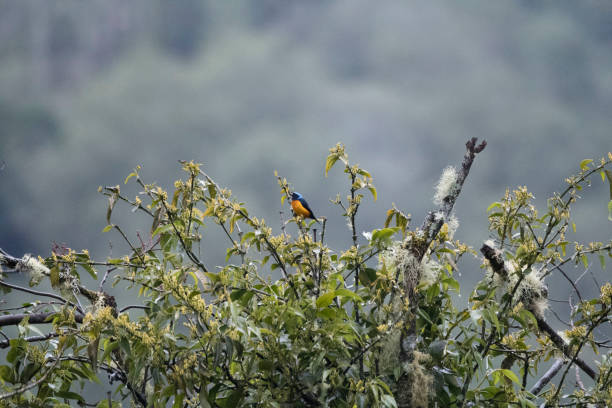 istock Wild birds from the world 971256134