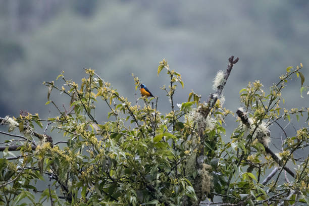 istock Wild birds from the world 971256142