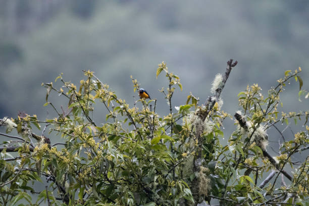 istock Wild birds from the world 971256144