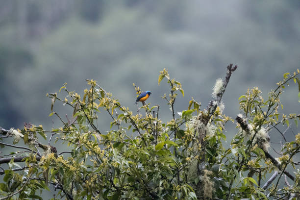 istock Wild birds from the world 971256168