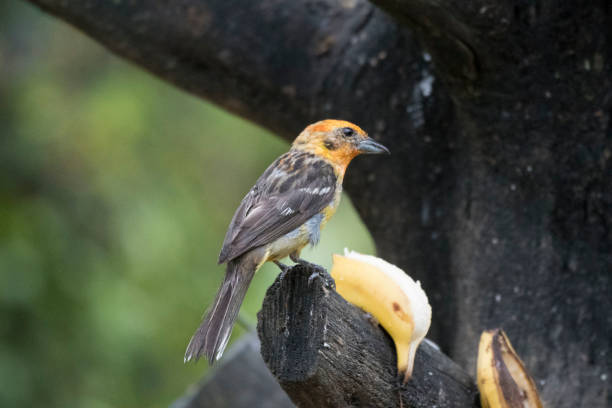 istock Wild birds from the world 971256278