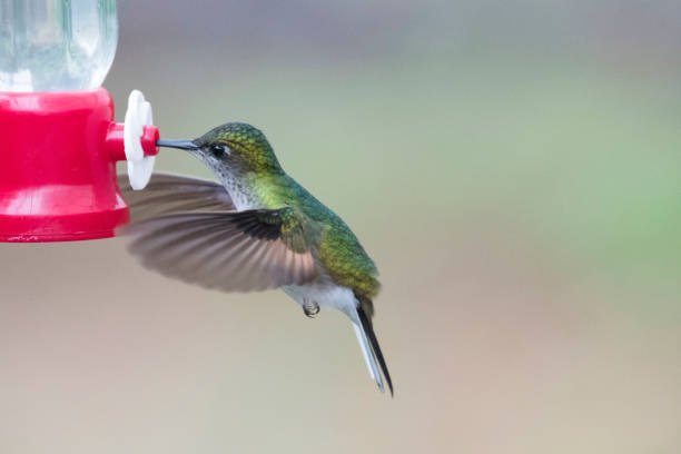 istock Wild birds from the world 971256280