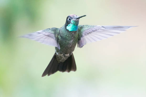 istock Wild birds from the world 971256340