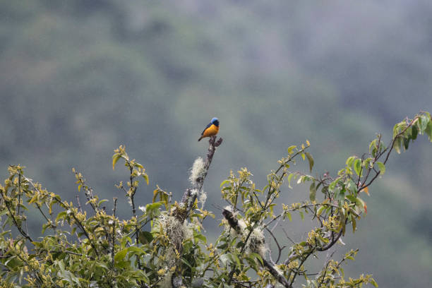 istock Wild birds from the world 971256358