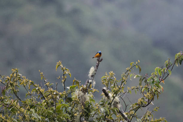 istock Wild birds from the world 971256378